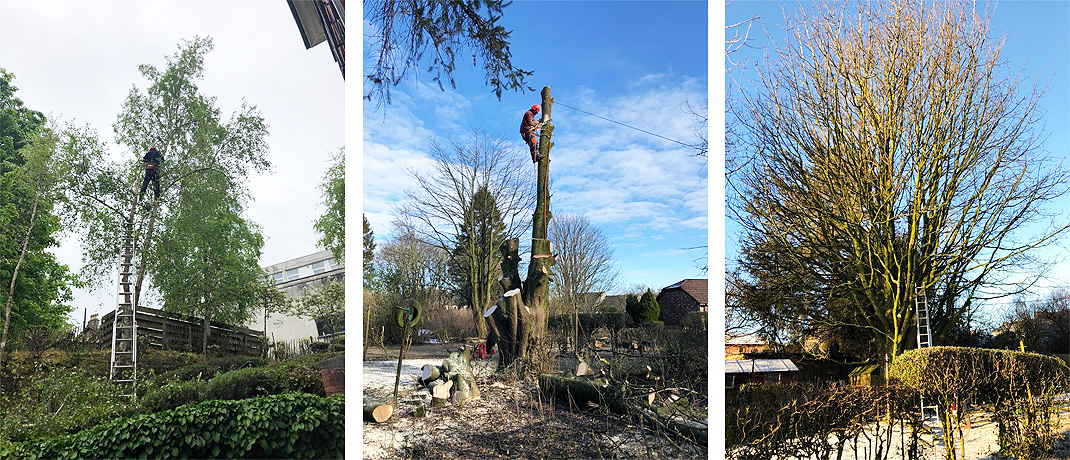 Tree Surgeons Glasgow